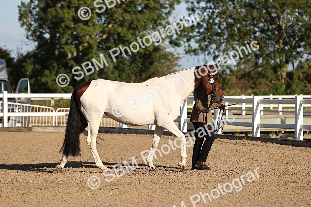 SBM_08308 - Class 401 - IH Veteran Horse