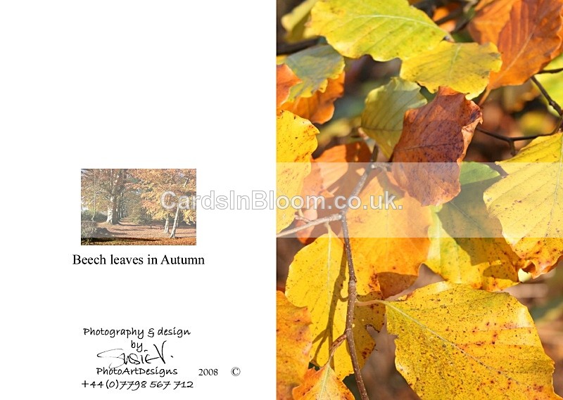 Autumn 8  Beech leaves in Autumn - Autumn