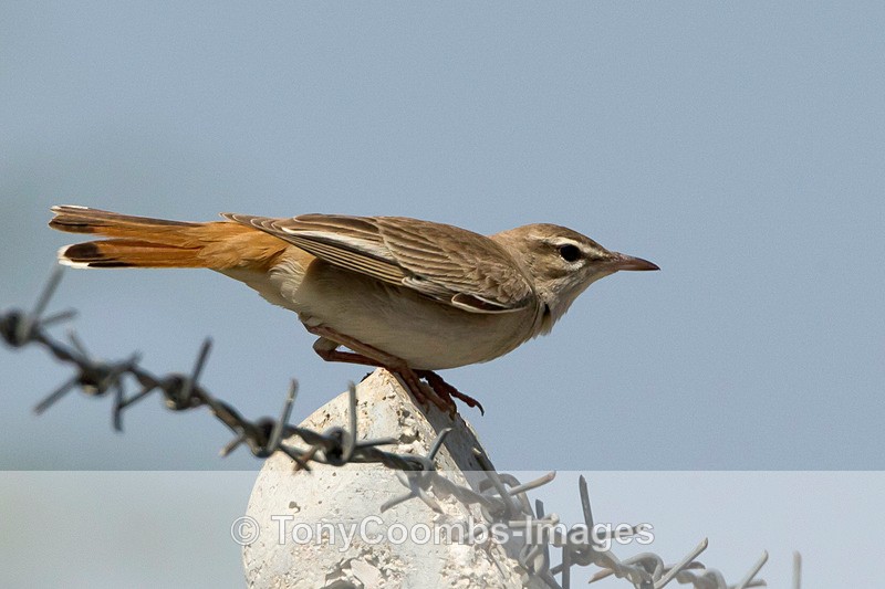 Rufous Bush Robin - Turkey