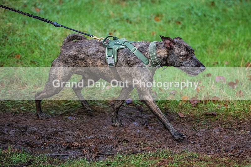 Glentress-2004 - High Terrain Events Glentress Winter Trail half Marathon & 10K Trail Run Saturday 19th November 2022