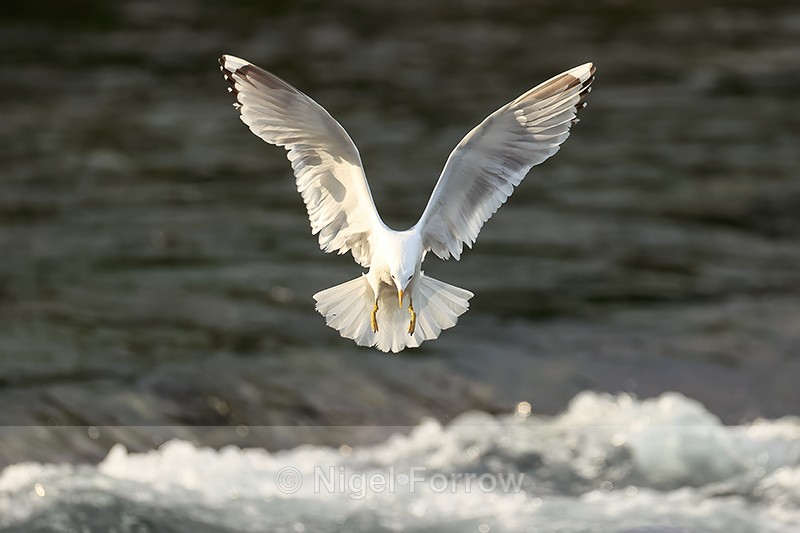 Short-billed Gull landing, Brooks Falls, Katmai NP, Alaska - Short-billed Gull