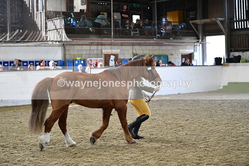 WJ5_4474 - Class 3 Part Bred In hand