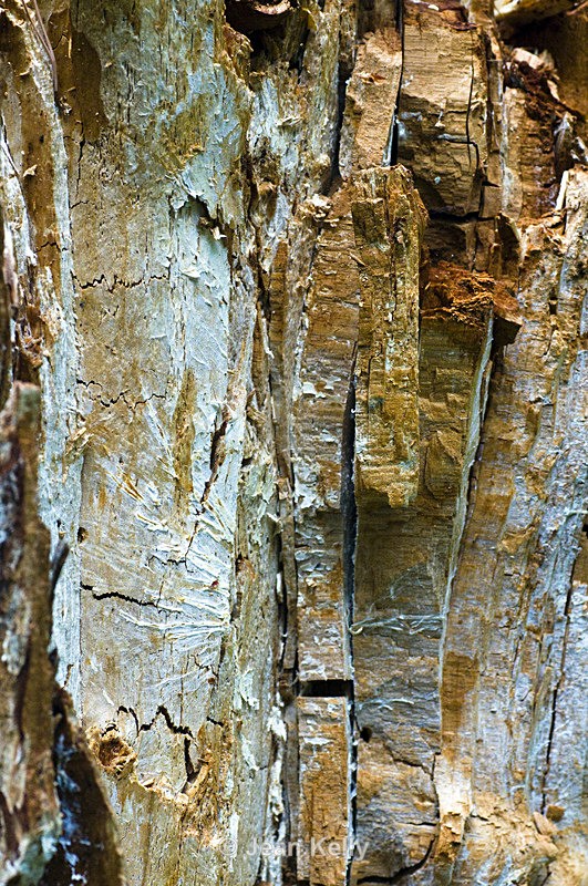 Tree- 0542 - Trees