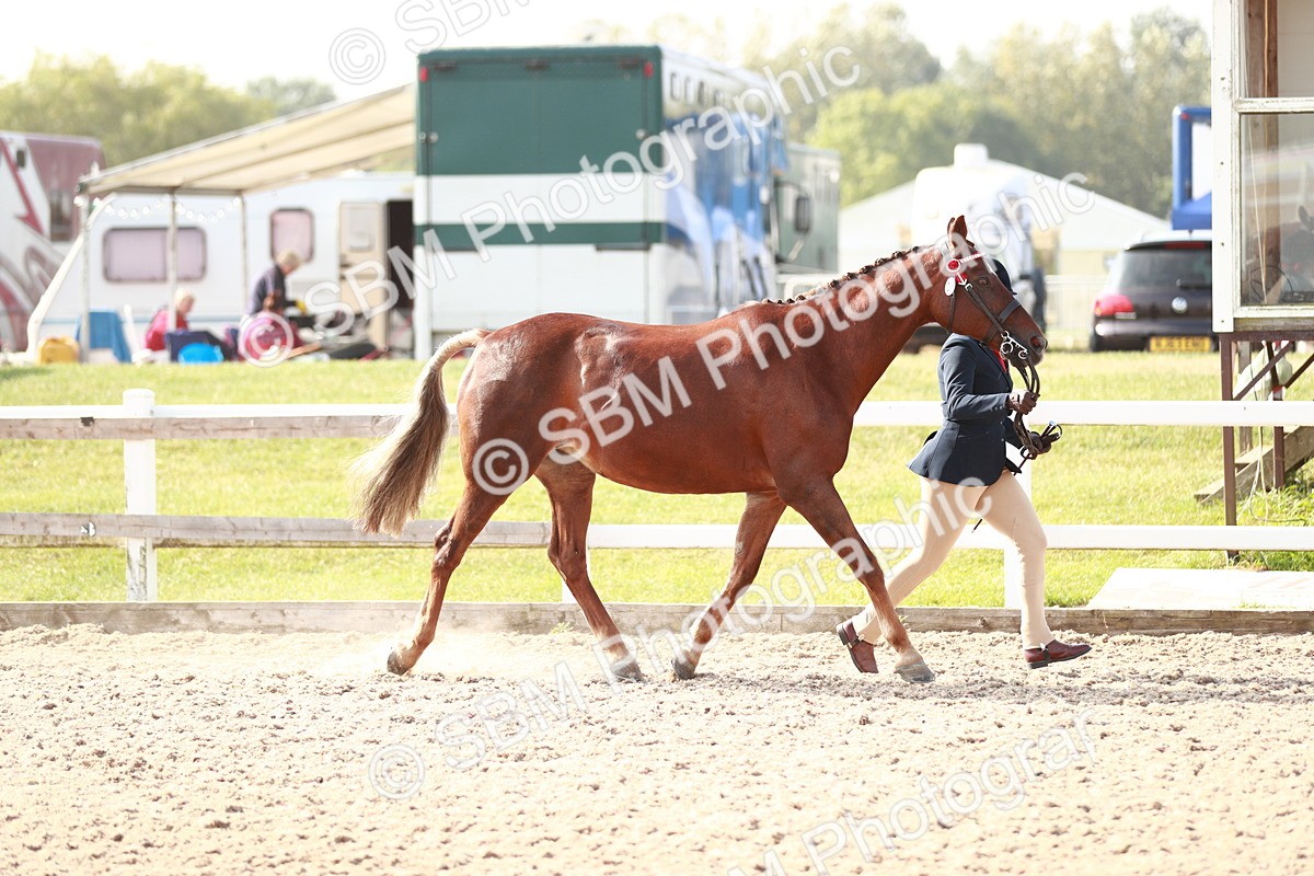 SBM_11043 - Class 205 IH Show Pony/ Show Hunter Pony