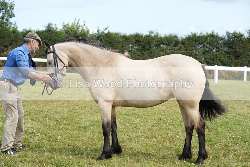 DSC05817 - Class 51: NPS M&M 4 years and over Large Breeds