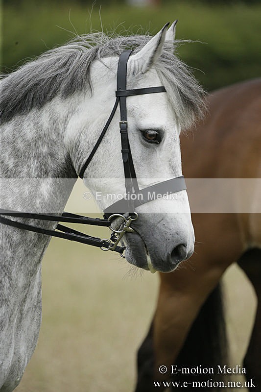 B230619-0956 - Bourne Valley Riding Club Summer Show 23/06/19
