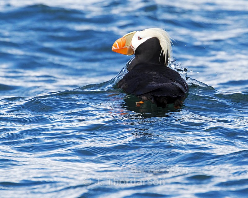  - Sea Birds