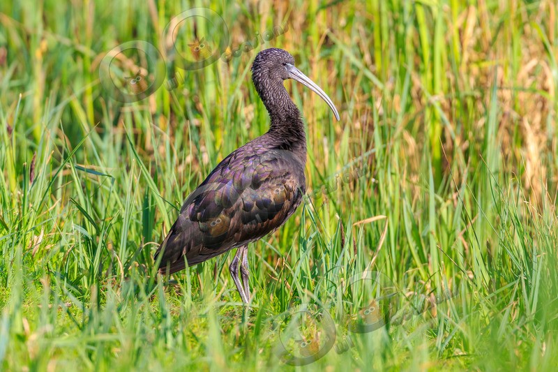 Glossy Ibis Plegadis falcinellus-5531 - UK birds