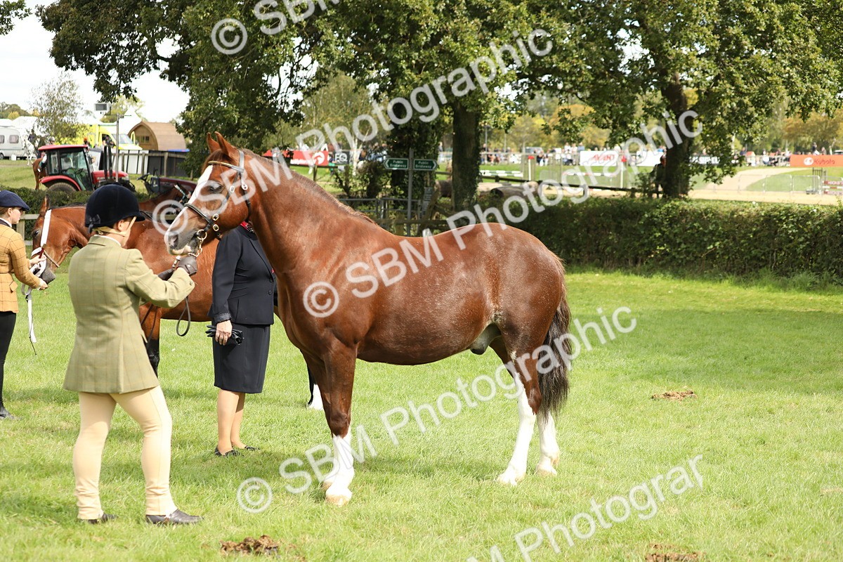 SBM_65416 - S47 - Mountain & Moorland In Hand Large Breeds