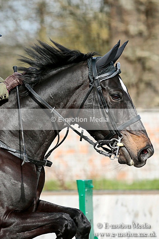 BVRC SJ 170319 771a - Bourne Valley Riding Club Showjumping 17/03/19