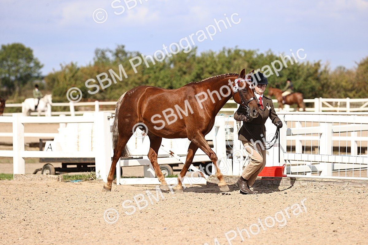 SBM_14277 - Class 411 - Prettiest Mare (IH OR Ridden) Adult