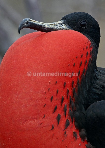 Magnificent Frigatebird - Galapágos