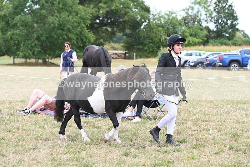 WJ6_5191 - Class 18 In-hand Coloured