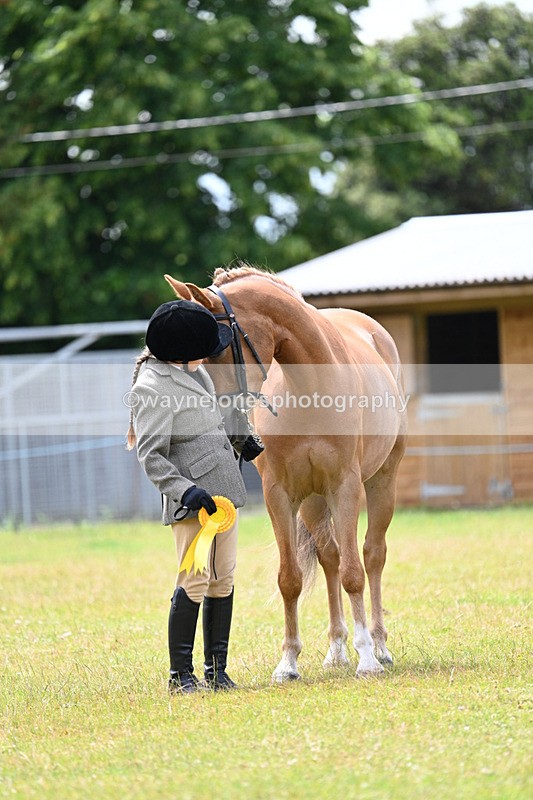 WJ7_6696 - Class 5 Handsome Gelding in hand