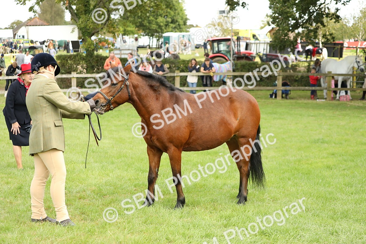 SBM_62805 - S46 - Mountain & Moorland In Hand Small Breeds