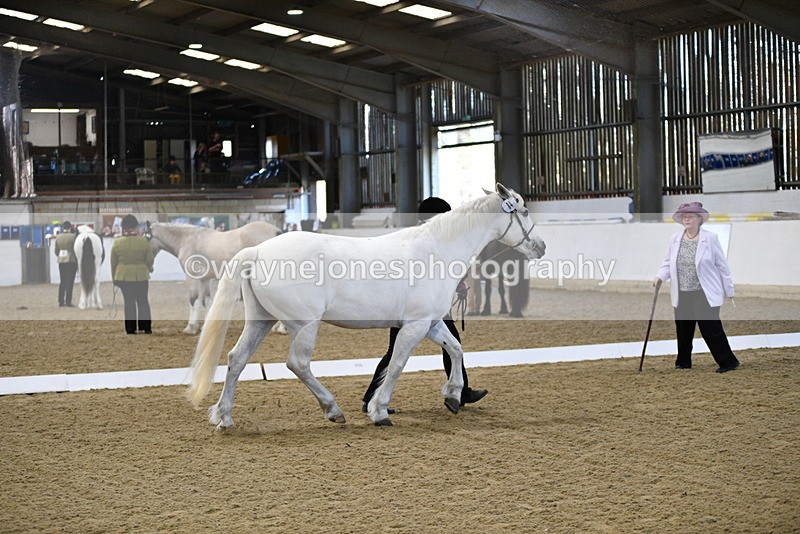 WJ5_3722 - Class 5 In Hand Veterans