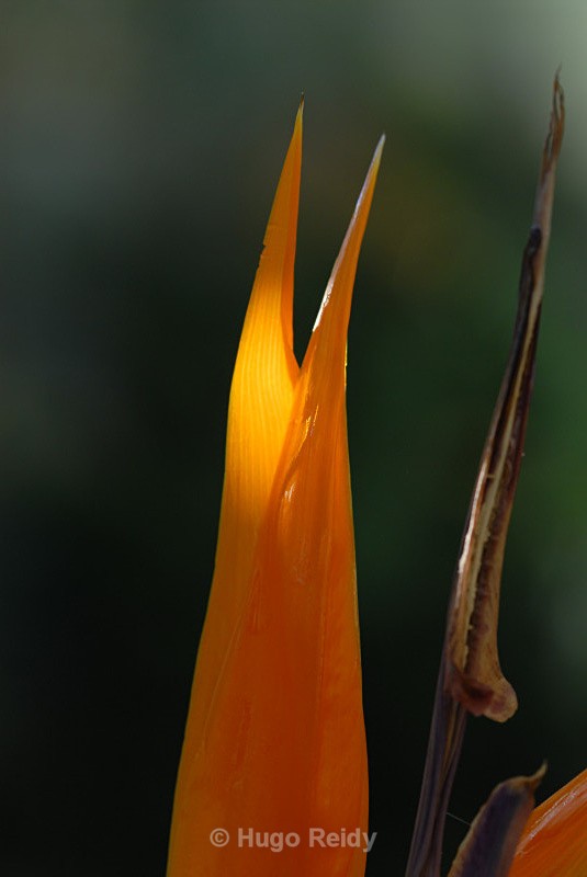  - Macro
