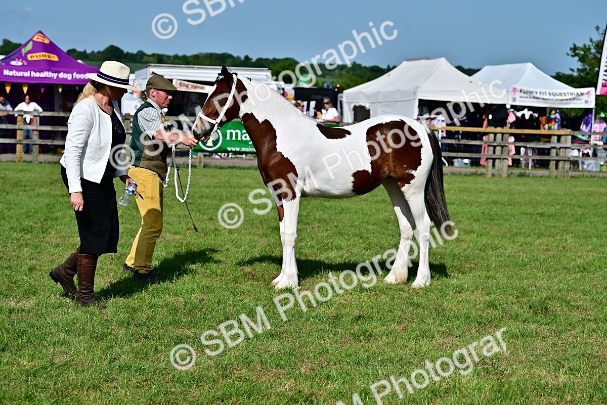 SBM_10025 - Class 63-65 - Traditional Gypsy Cobs In Hand & Ridden