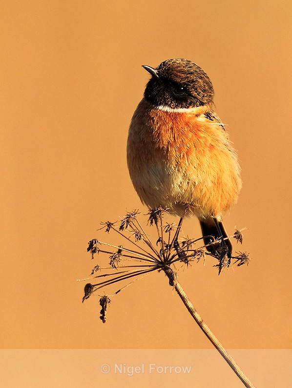 Stonechat (male) perched near the path to the first screen at Otmoor - Stonechat