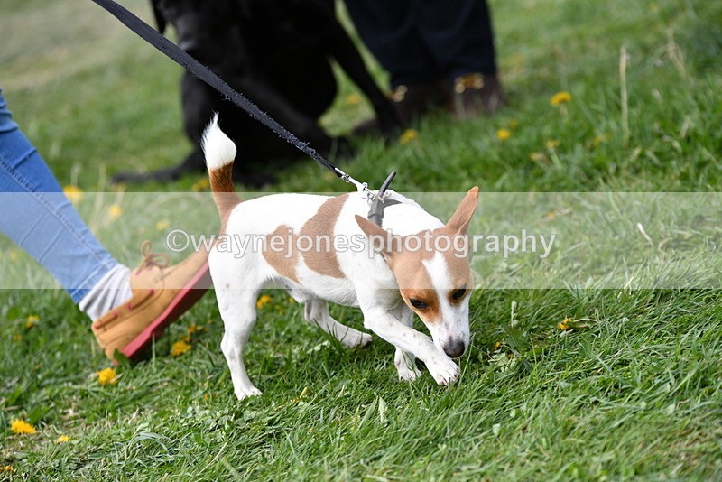 WJ5_0315 - Class 7 Best Terrier