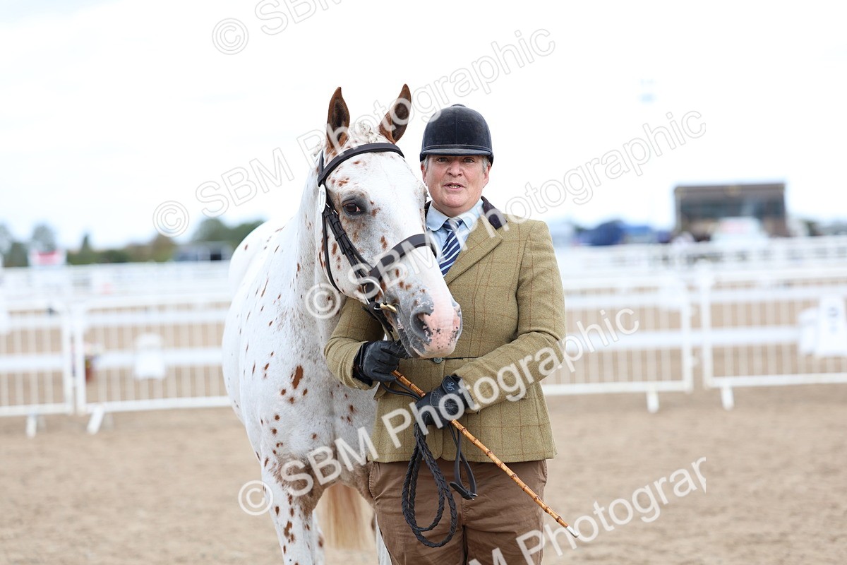 SBM_04505 - Class 26 - IH Foreign Breeds - Part Bred