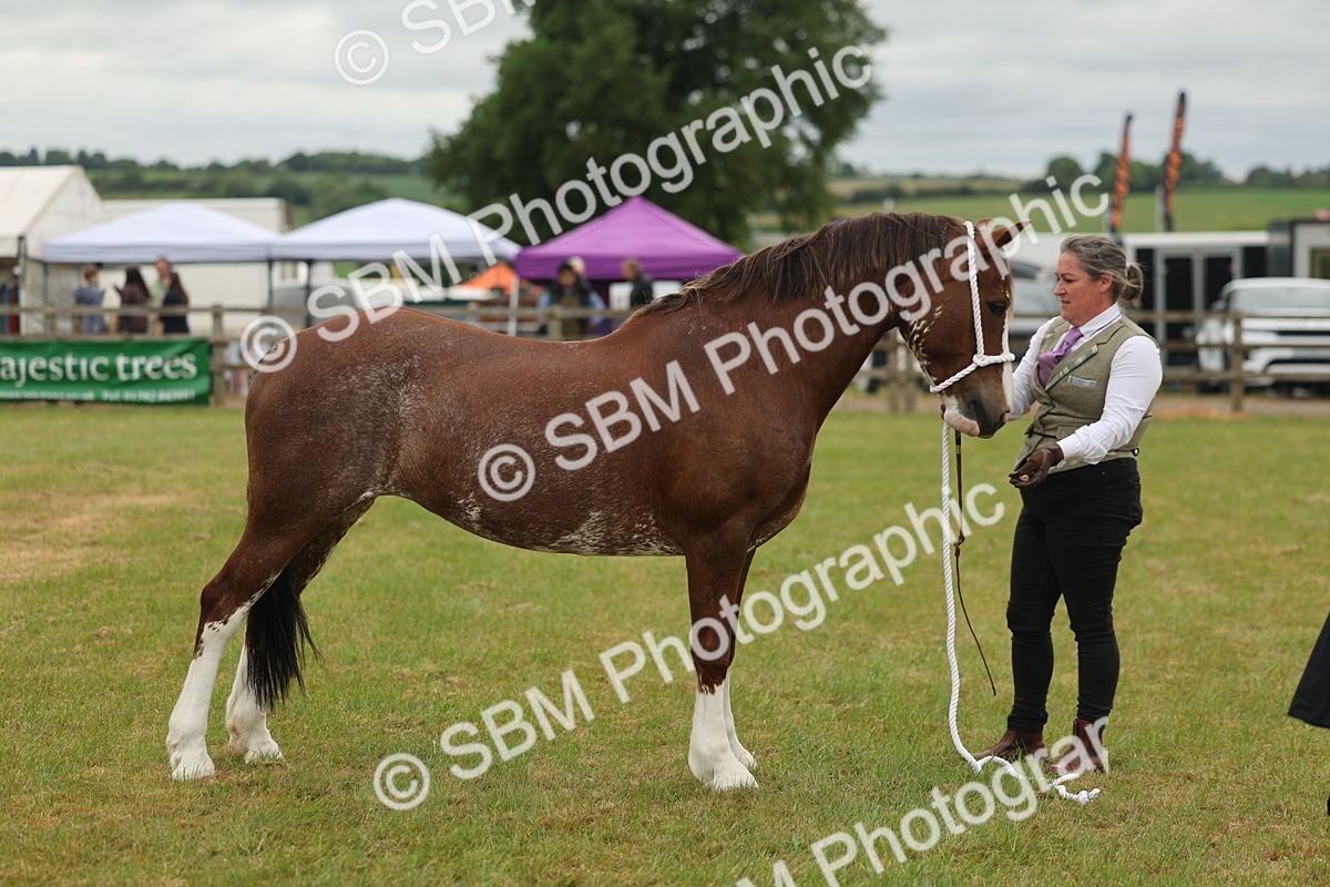 SBM_02395 - Class 50-57 - M&M Welsh Pony In Hand