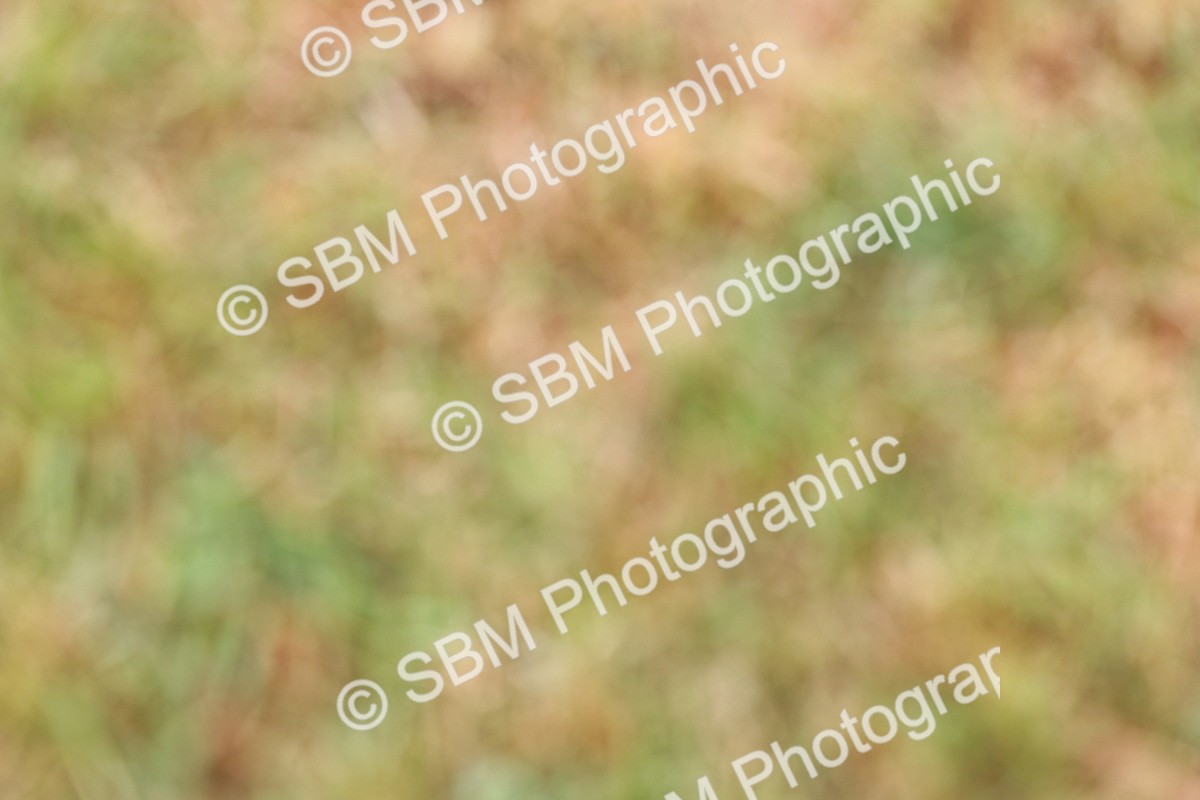SBM_02573 - Class 9-11 Side Saddle including LIHS Rising Star Ladies Show Horse