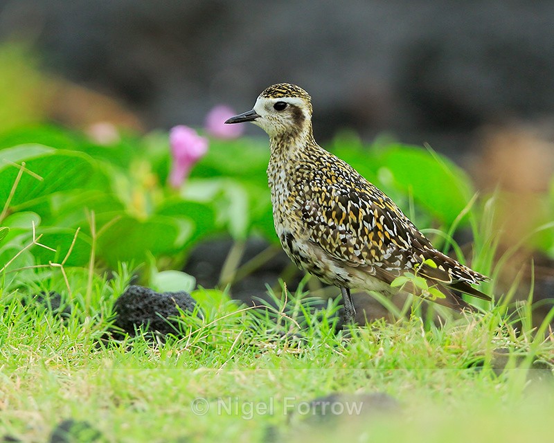 Pacific Golden Plover (non-breeding), Hawaii - Pacific Golden Plover