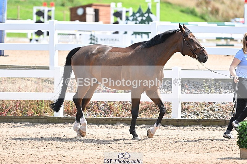 240717A-151616-02703 - Trot Up 3pm to 4pm