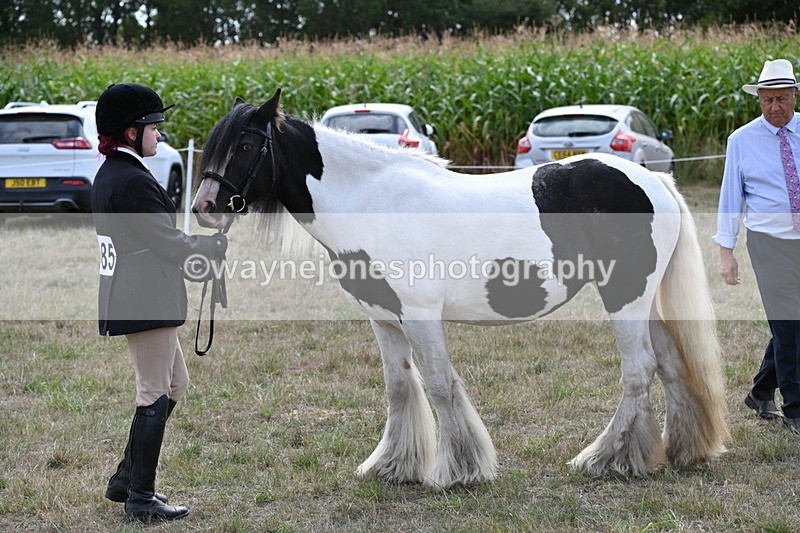 WJ6_6641 - Class 20 In-hand Cob