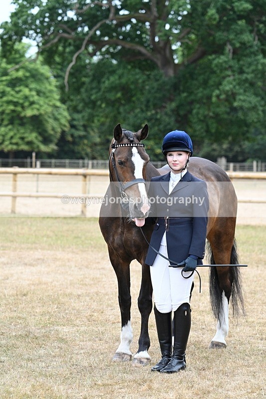 WJ7_0128 - Class 5a Most Handsome Gelding (above 14.2hh)
