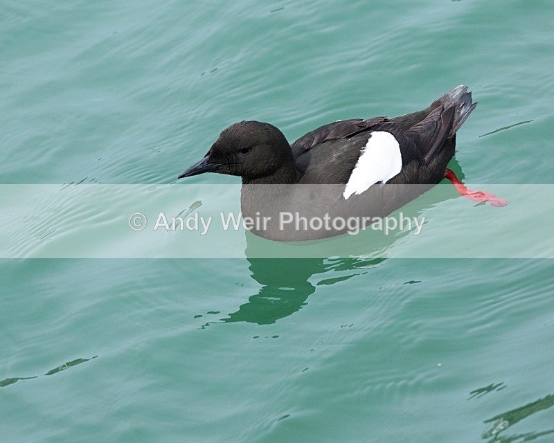 20110614-IMG_4672 - Guillemots