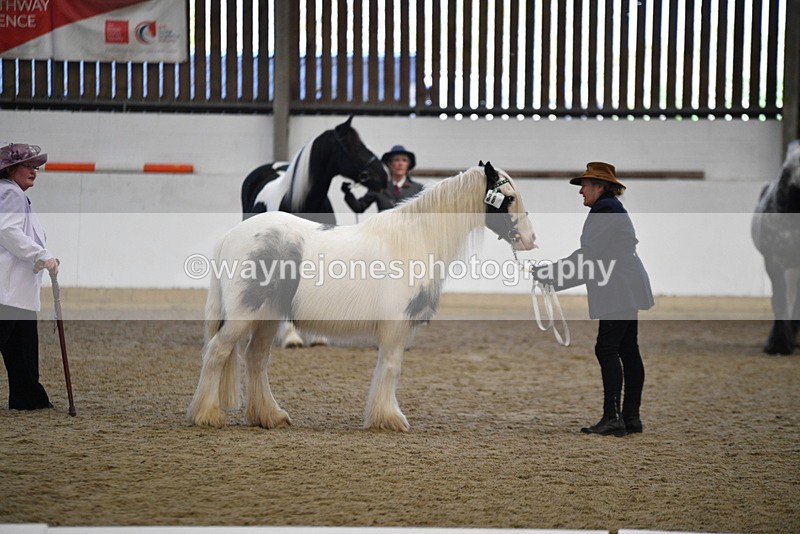 WJ5_5432 - Class 8 In hand cob