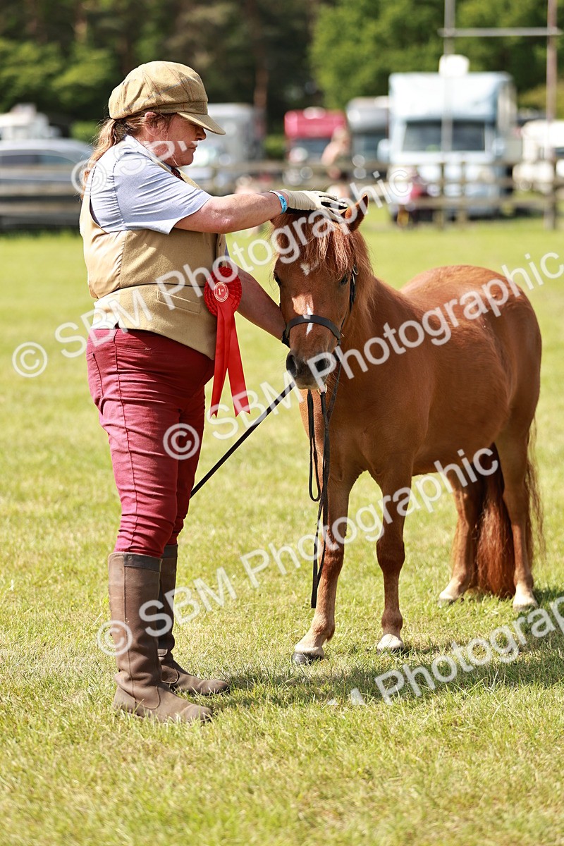 SBM_02463 - Class 14-23 - Mountain & Moorland In Hand Non Welsh