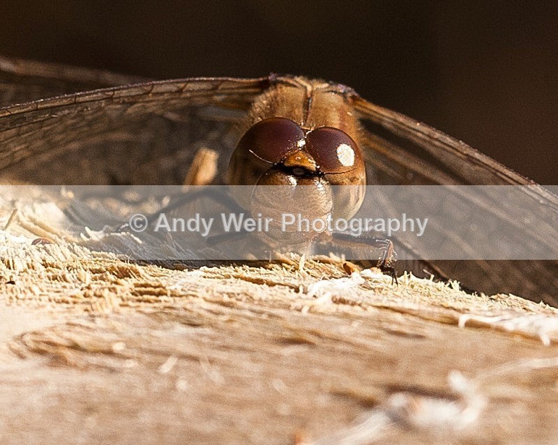 20111106-_MG_7382-2 - Dragonflies & Damselflies