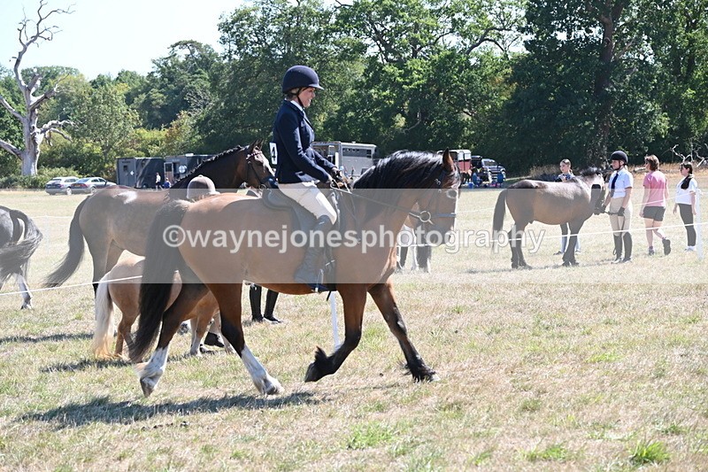 WJ6_8248 - Class 37a Best Loan Pony Ridden