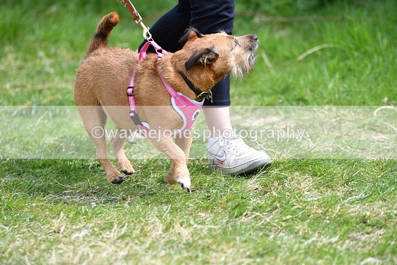 WJ5_0470 - Class 7 Best Terrier