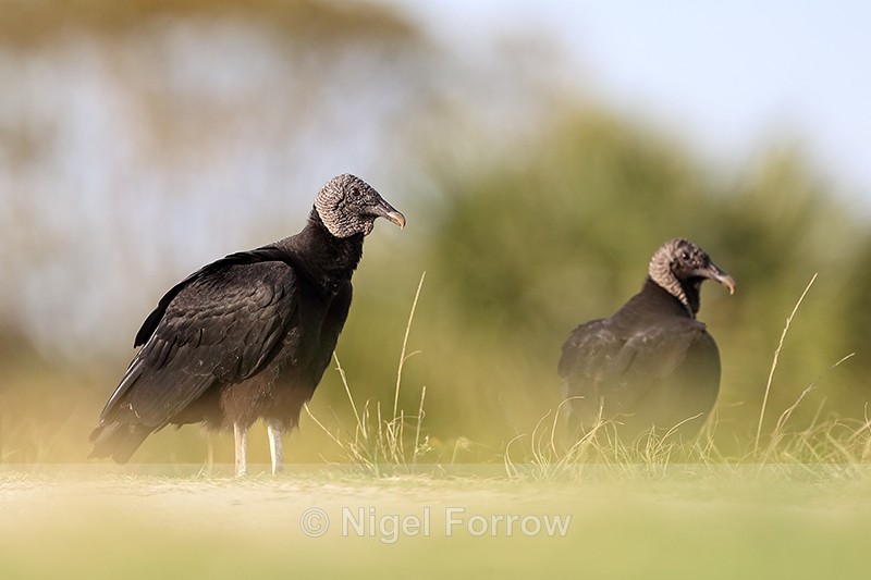 Two American Black Vultures, Viera Wetlands, Florida - American Black Vulture