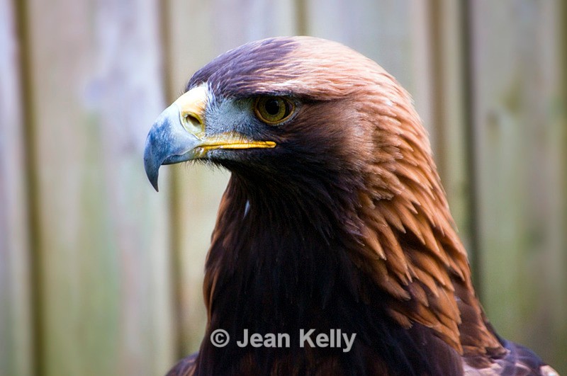 Golden Eagle - 1128 - Birds