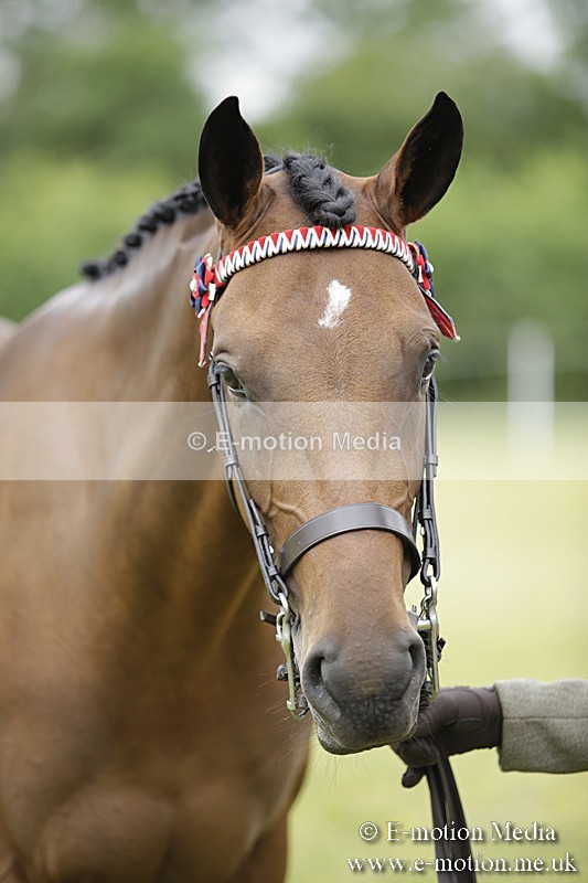 BVR160717-1131 - In Hand Championship 16/07/17