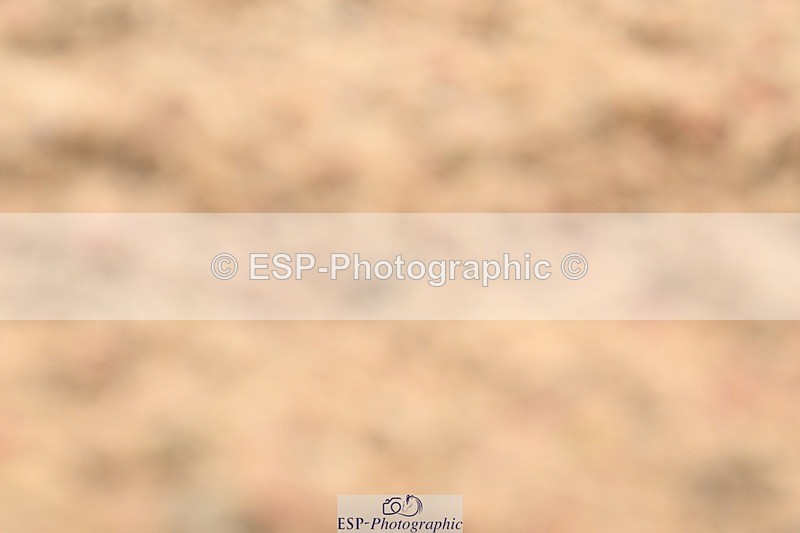 250621-114418-08274 - Cls 26 - Novice 5 Start to 12