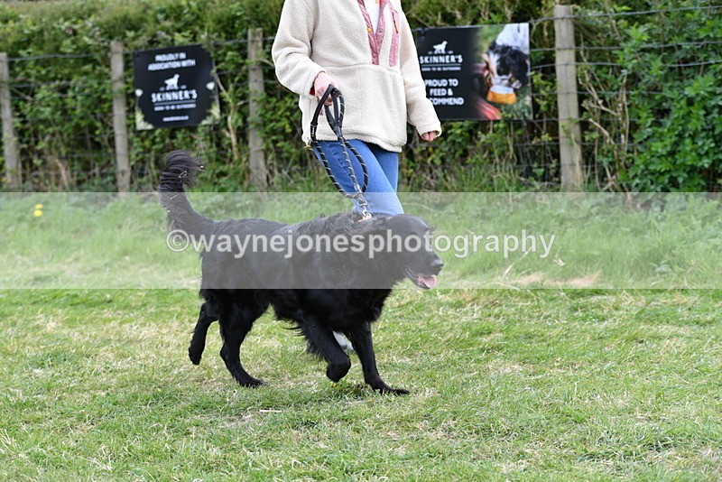 WJ5_0074 - Class 5 Best Veteran / 7 years & over