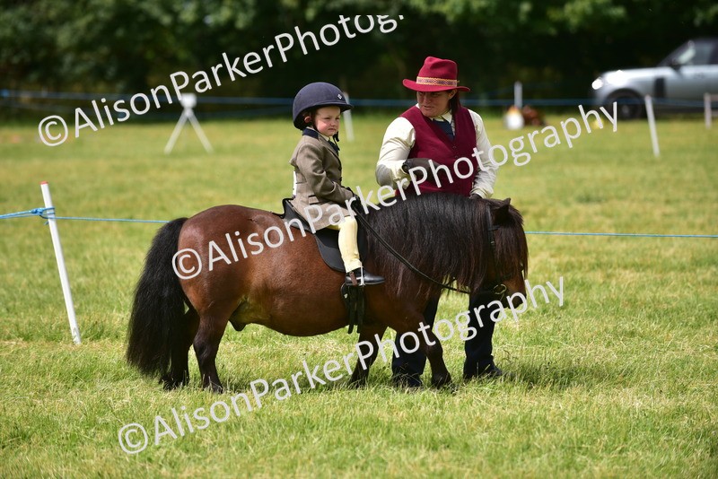 20260614-3968 - Class 16 - Handsome Gelding
