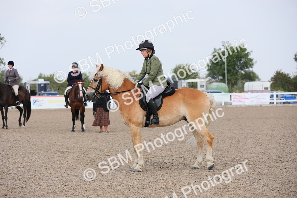 SBM_11432 - Class 305 Ridden Foreign Breeds- Pure Bred