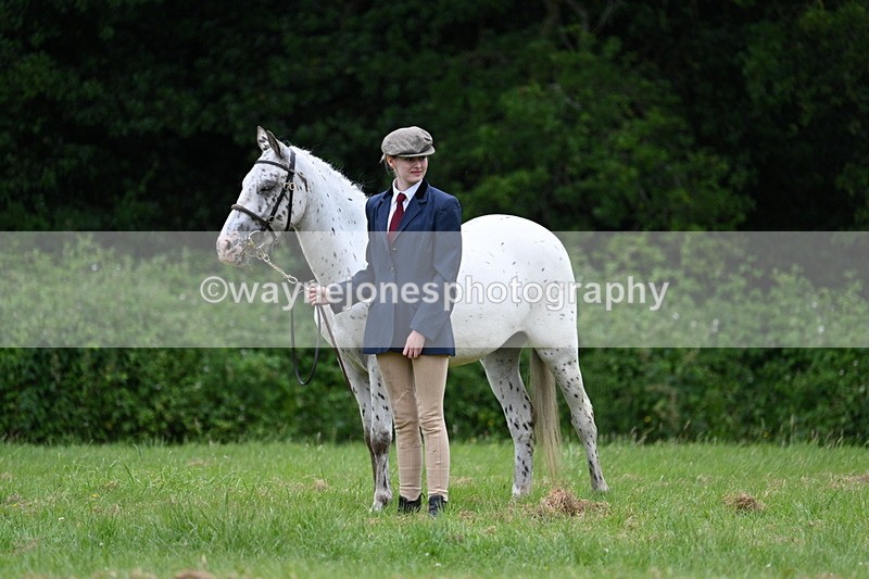 WJ7_4468 - Class 14B Prettiest Mare