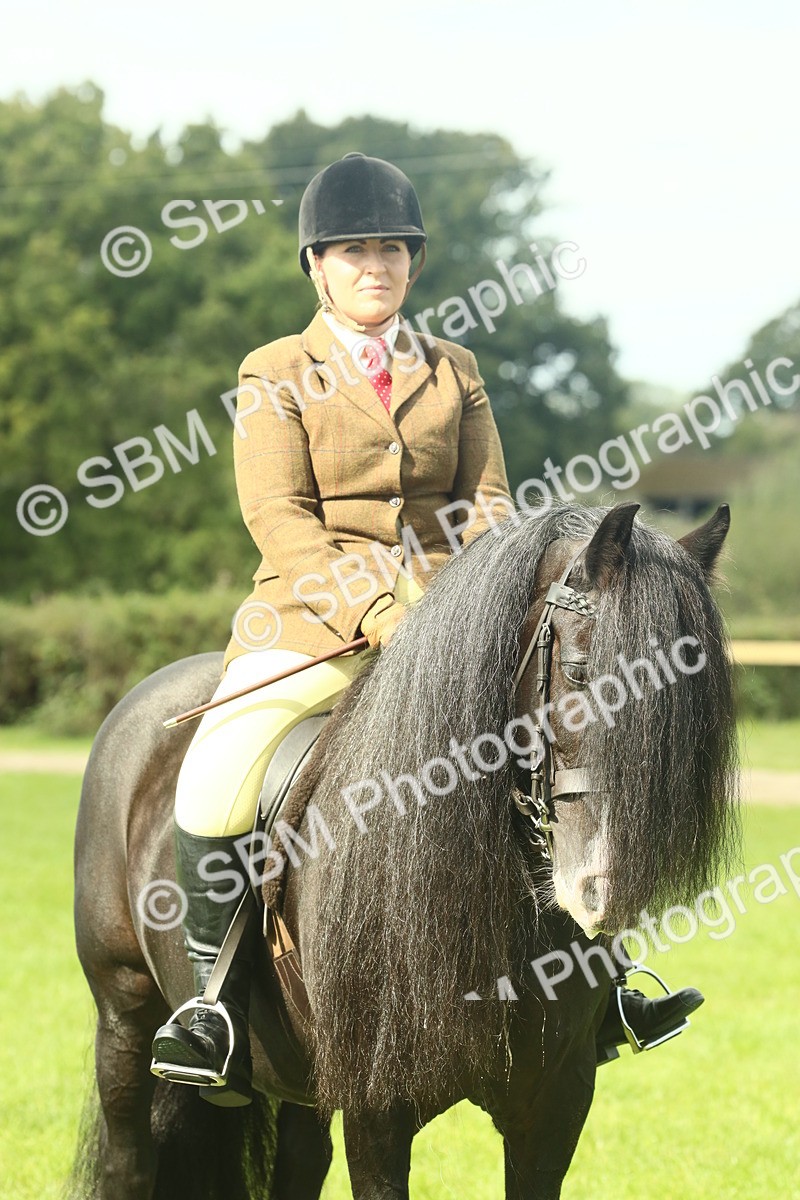 SBM_66433 - S34 - Rehabilitated Rescue Horse & Pony In Hand & Ridden
