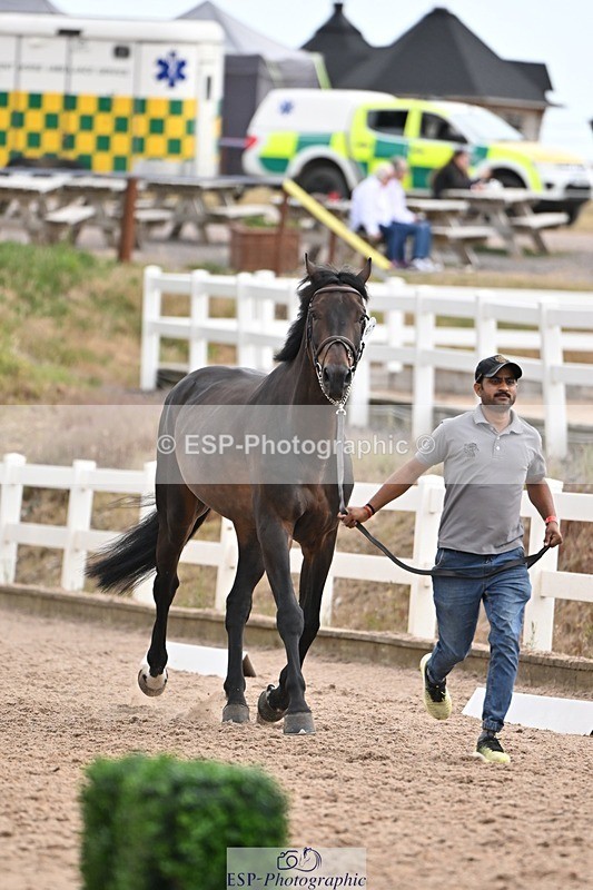 250716-145559-01522 - Trot Up 2.30 to 3.30