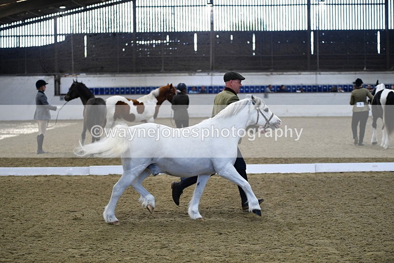 WJ5_3654 - Class 5 In Hand Veterans