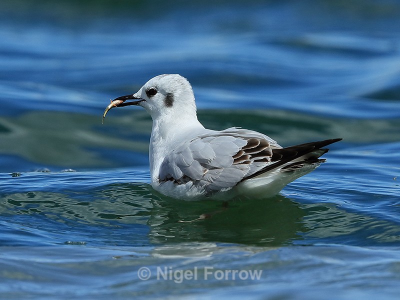 Bonaparte's Gull with fish stolen from Great Crested Grebe, Farmoor - Bonaparte's Gull