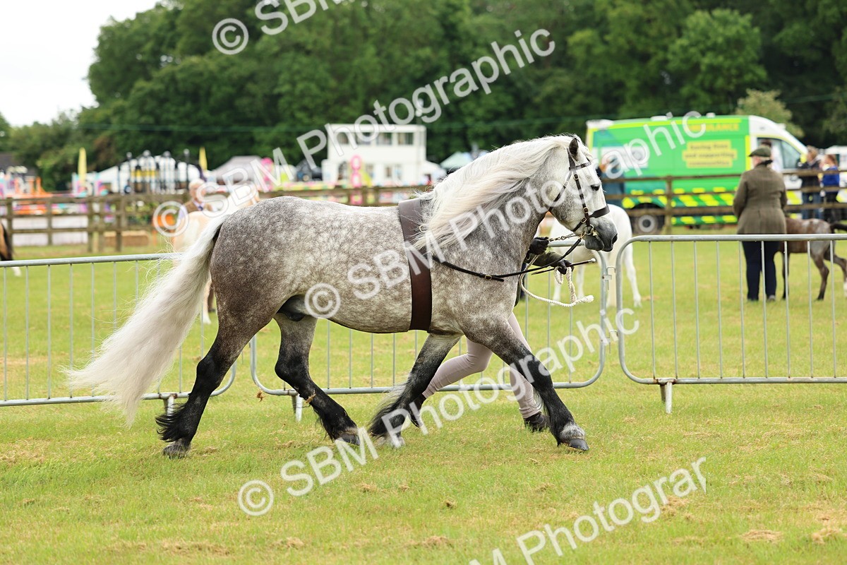 SBM_00466 - Class 58-67 - M&M Non Welsh Pony In hand